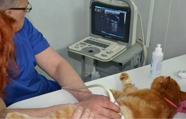 Ветеринар делает узи брюшной полости кошке 